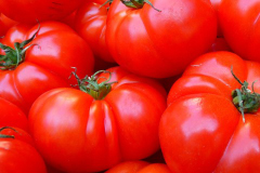 fete-tomate